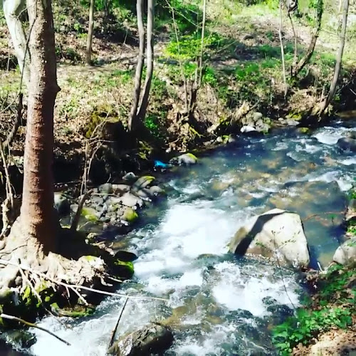 Opinii despre Niksar Kavlağanlık Alabalık Tesisi în Niksar - Gastronomi ve konaklama