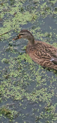 Comentarii opinii despre Balıkçı Selim