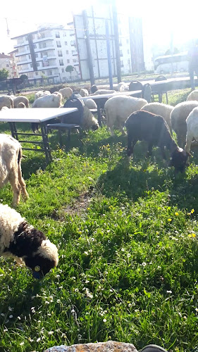 Opinii despre Arslan Usta Köy Evi Akçabat Köfte Mangalda Kuzu în Havza - Gastronomi ve konaklama