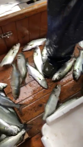 Comentarii opinii despre Yeşilköy BIZIM BALIKÇI RESTAURANT