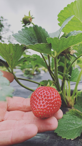 ÇİLEKÇİ KADİR حديقة الفراولة - Akçaabat