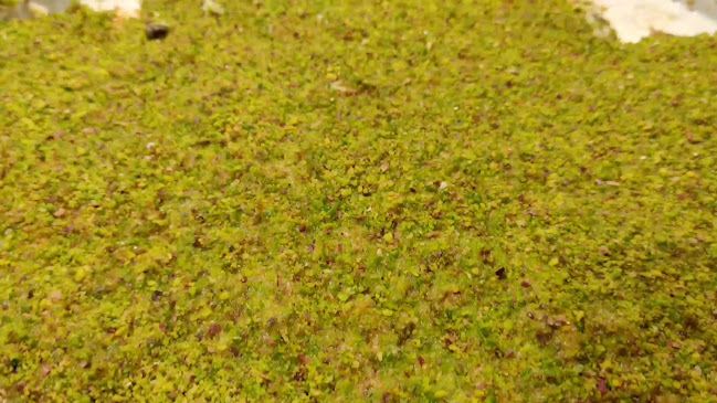 Opinii despre Datlım Pastaneleri în Erdemli - Gastronomi ve konaklama