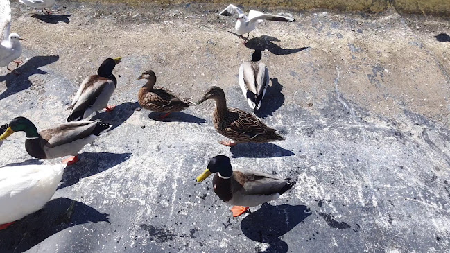 Coşkun Izgara Parkada - Gastronomi ve konaklama