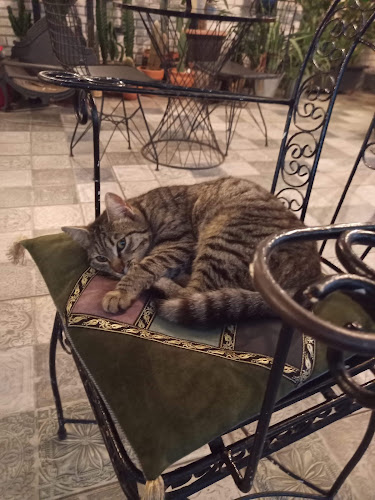 Comentarii opinii despre Amber Flower Cafe