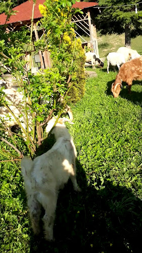 Arslan Usta Köy Evi Akçabat Köfte Mangalda Kuzu - Havza