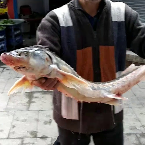 Çotanak Balık Hali - Giresun Merkez