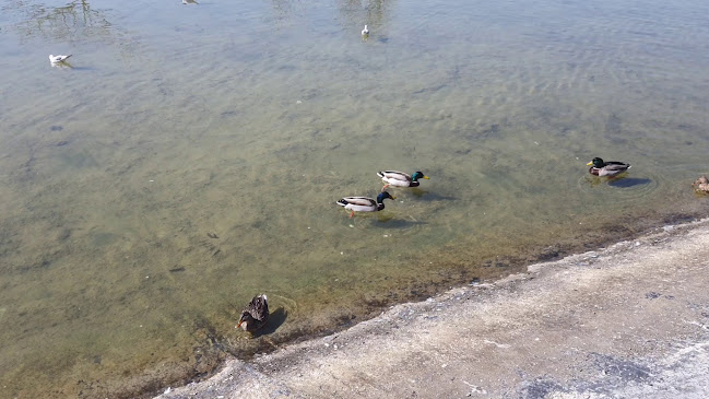 Comentarii opinii despre Coşkun Izgara Parkada