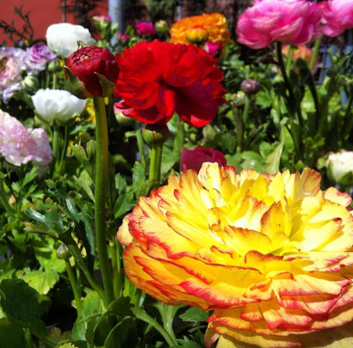 Beyazkoy Villaları - Gastronomi ve konaklama