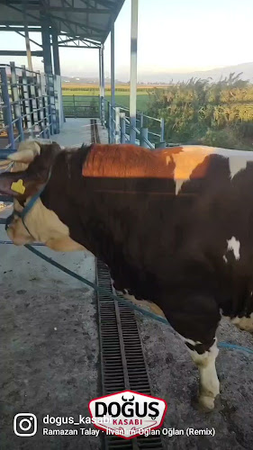 Comentarii opinii despre Doğuş Kasabı