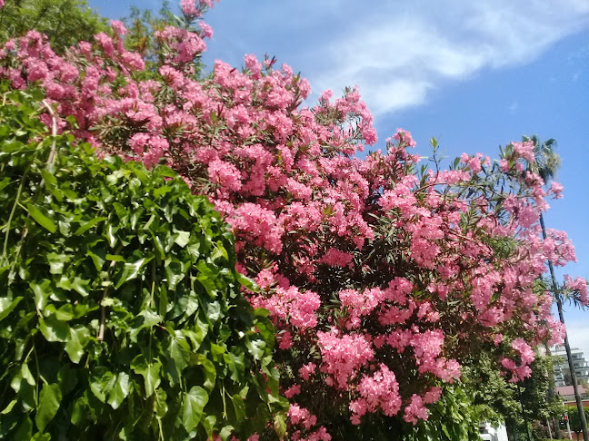 Park Cafe - Gastronomi ve konaklama