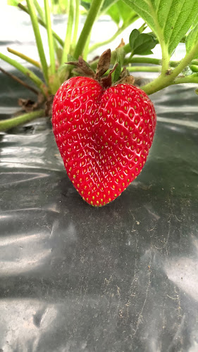 Opinii despre ÇİLEKÇİ KADİR حديقة الفراولة în Akçaabat - Gastronomi ve konaklama