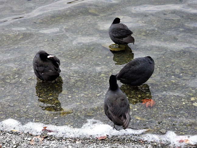 Comentarii opinii despre Orfoz Cafe & Restaurant