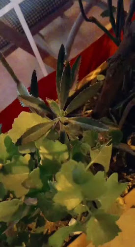 Opinii despre Erkenci Kuş Kafe în Konak - Gastronomi ve konaklama