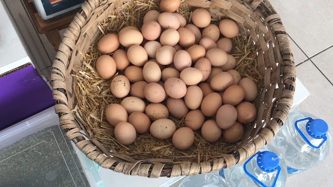 Köylüm süt ve süt ürünleri