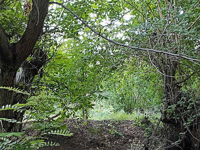 Merkez, 56762 Taşlı/Şirvan/Siirt