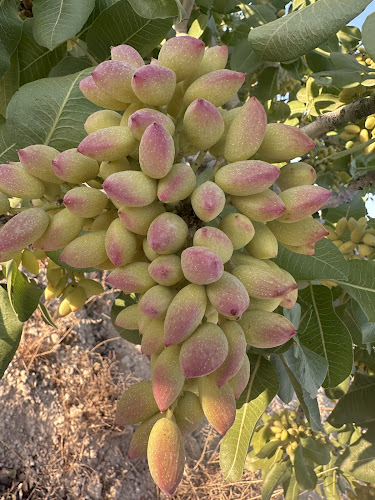 Durmaz Fıstık Dünyası - Gaziantep