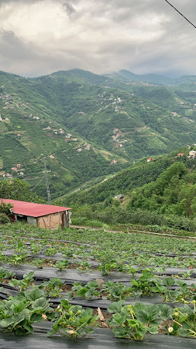 Çınarlık, 61300 Akçaabat/Trabzon