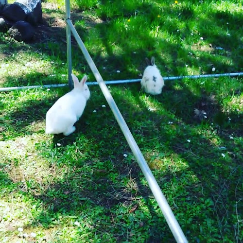 Niksar Kavlağanlık Alabalık Tesisi - Gastronomi ve konaklama