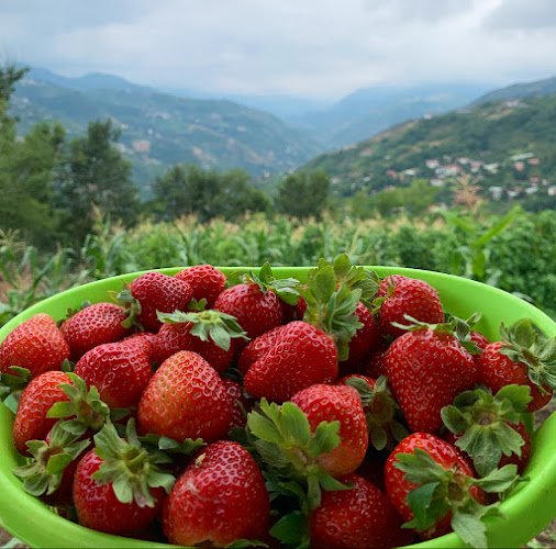 ÇİLEKÇİ KADİR حديقة الفراولة