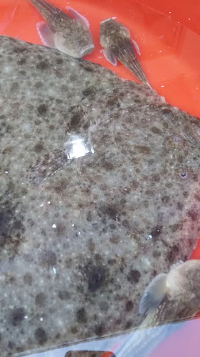 Opinii despre Çotanak Balık Hali în Giresun Merkez - Gastronomi ve konaklama