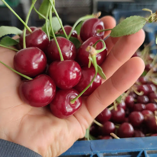 Danisman Organik Tarim Urunleri Ltd.Sti. - Konya