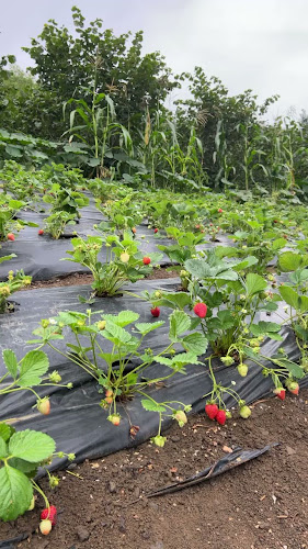 Comentarii opinii despre ÇİLEKÇİ KADİR حديقة الفراولة