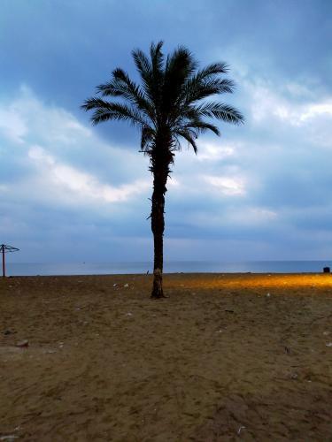 Midyat Saray Lokantası