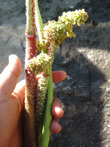 Opinii despre Kara Deniz Ekmek Fırını în Bitlis Merkez - Gastronomi ve konaklama