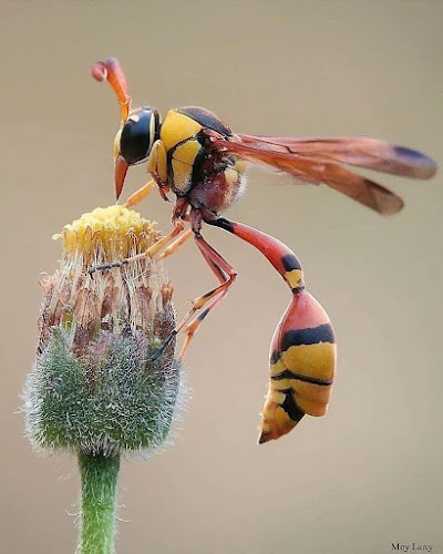 Altın Yüzük Taş Fırınn Ekmekkk - Gastronomi ve konaklama