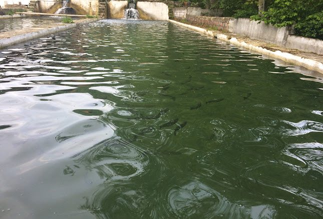 Comentarii opinii despre Pehlevan Alabalık ve Konaklama Tesisi