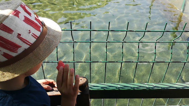 Opinii despre HAS AYDOĞDU Alabalık Tesisleri în Ahlat - Gastronomi ve konaklama