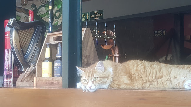 Molly Malone's Kuşadası - Kuşadası