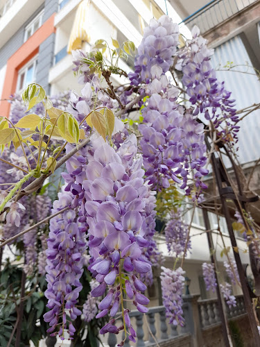 Opinii despre Çallı Kapalı Pazarı în Antalya - Gastronomi ve konaklama