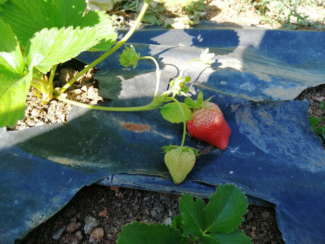 Hacın Balıkçısı Zahit abi - Gastronomi ve konaklama