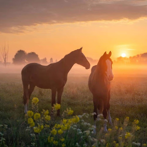 Mansuroğlu, Sakarya Cd. No:39, 35535 Bayraklı/İzmir