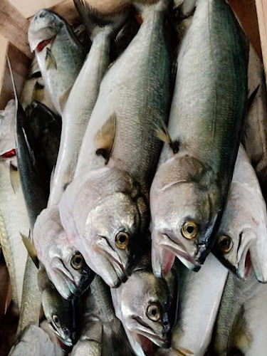 Tekirdağ balıkçı Turgutreisbalık/Alkolsüz - Gastronomi ve konaklama