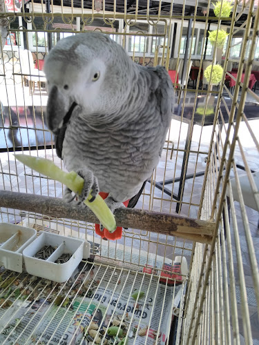 Sofular, 31750 Antakya/Hatay