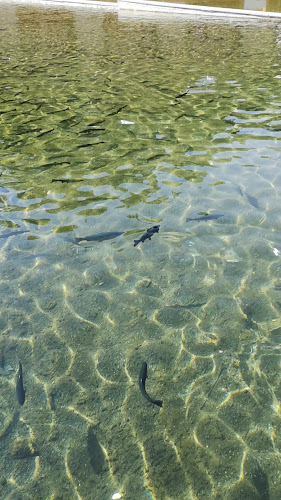 HAS AYDOĞDU Alabalık Tesisleri