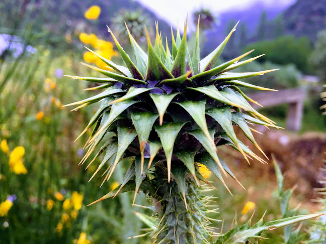 Opinii despre Karadeniz Ergül Pide Kahvaltı în İncirliova - Gastronomi ve konaklama