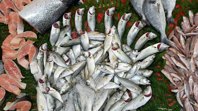 Balıkçınız Alkan Sarıgazi