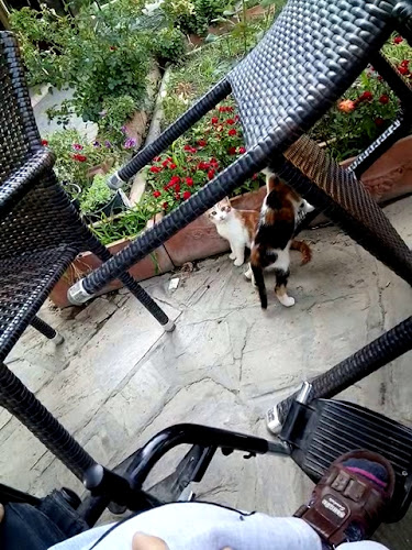 Comentarii opinii despre Beyaz Kafe