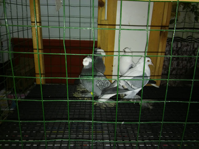 Opinii despre Karacabey Kıraathanesi în Karacabey - Gastronomi ve konaklama