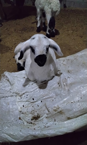 Opinii despre Zembilfroş Kültür Cafe în Silvan - Gastronomi ve konaklama