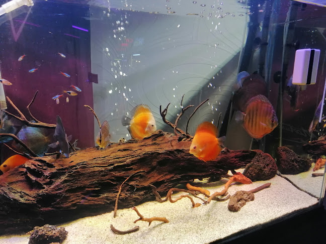 Cafe Uras - Gastronomi ve konaklama