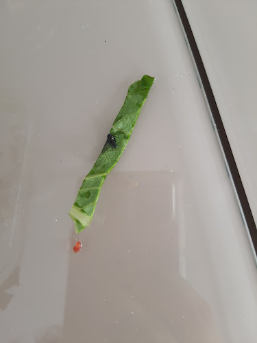 Çıtır Lahmacun/Pide/Kebap Abdullah Usta - Gastronomi ve konaklama