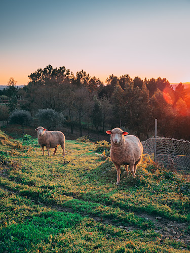 Oralli Merinos Çiftliği Tekirdağ Adaklık Kurbanlık - Muratlı