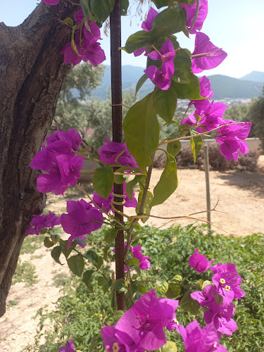 Bağevi Kır Bahçesi