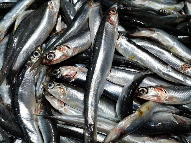 Opinii despre Tekirdağ balıkçı Turgutreisbalık/Alkolsüz în Süleymanpaşa - Gastronomi ve konaklama