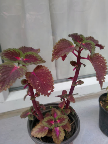 Ekmek Fırını - Gastronomi ve konaklama