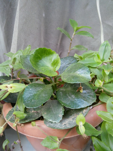 Ekmek Fırını - Dörtyol